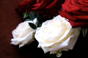 Roses blanches et rouges sur fond sombre sur Idema Media