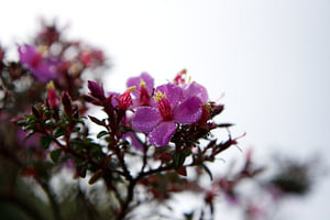 Bloemen in de mist