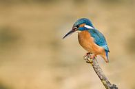 Kingfisher waiting for a landing by Elles Rijsdijk thumbnail