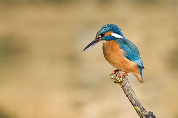 Ijsvogel wachtend op prooi van Elles Rijsdijk