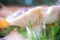 Kleurrijke paddenstoel