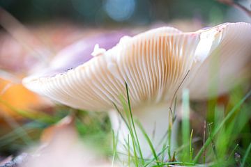 Kleurrijke paddenstoel van Loes van Dijk