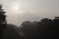 Zonsopgang boven de bomen.
