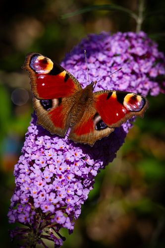 Butterfly day peacock on butterfly tree