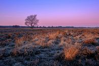 Ginkelse Heide  par Mario Visser Aperçu