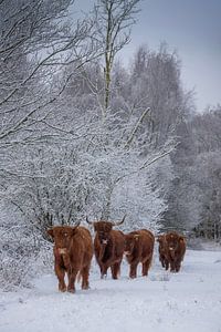 Schottische Highlander bei einem Spaziergang...