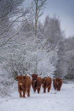 Scottish Highlanders on a walk... by Ans Bastiaanssen