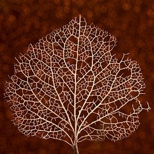 Kastanienbraun und andere warme Herbstfarben: Die Aderstruktur eines Hortensienblattes