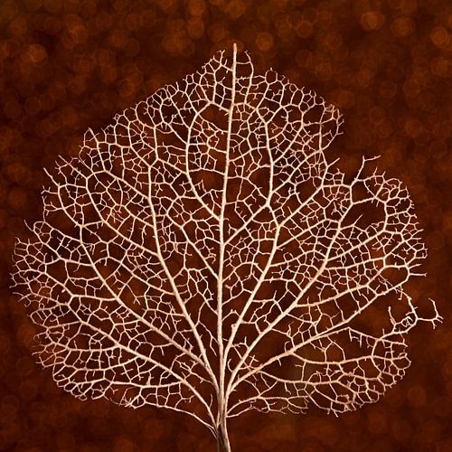 Marron et autres couleurs chaudes de l'automne : La structure des nervures d'une feuille d'hortensia