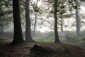 Blinding Fog