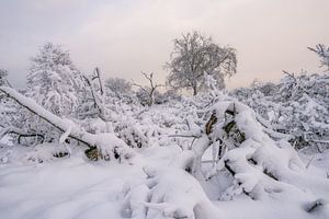 Paysage d'hiver dans les dunes d'approvisionnement en eau d'Amsterdam sur Jolanda Aalbers