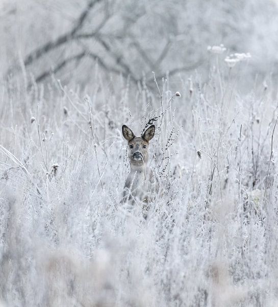 Ree tussen de bevroren struiken op de vroege ochtend van Jo Pixel