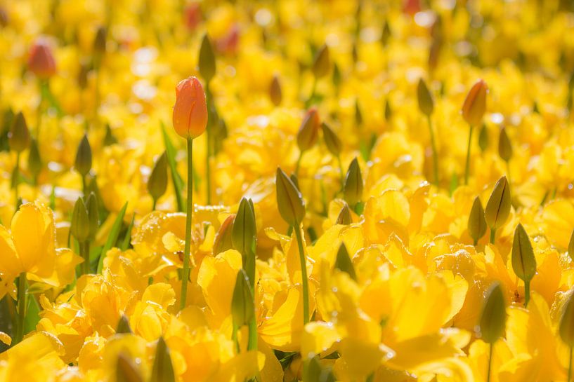 Yellow tulips by Vincent van Adrichem