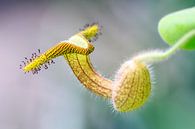 Prachtige bekerplant close-up van Dennis van de Water thumbnail