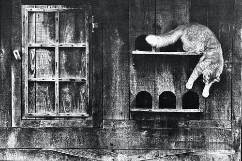 'Engelse kat ontdekt Franse duiventil'