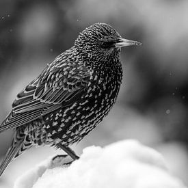 Starling im Schnee von Brigitte Jansen