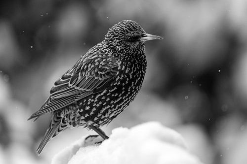 Spreeuw in de sneeuw in zwart wit