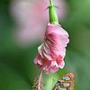 Malachietvlinder (Siproeta stelenes) op een Hibiscus bloem van Flower and Art