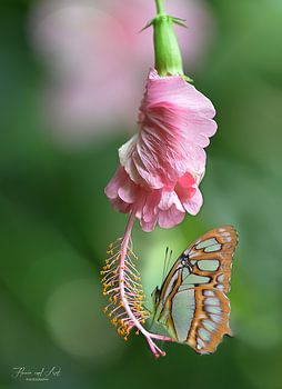Malachietvlinder (Siproeta stelenes) op een Hibiscus bloem