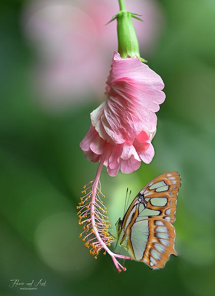 Malachietvlinder (Siproeta stelenes) op een Hibiscus bloem van Flower and Art
