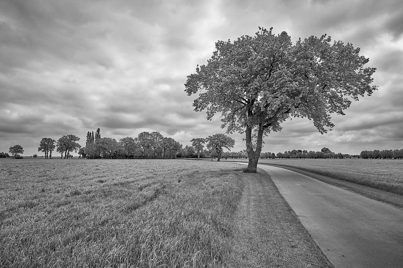 Away to the horizon in a meadow landscape by Jenco van Zalk