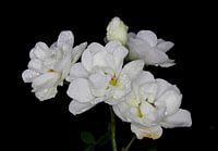 Witte rozenpracht