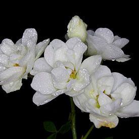 Witte rozenpracht