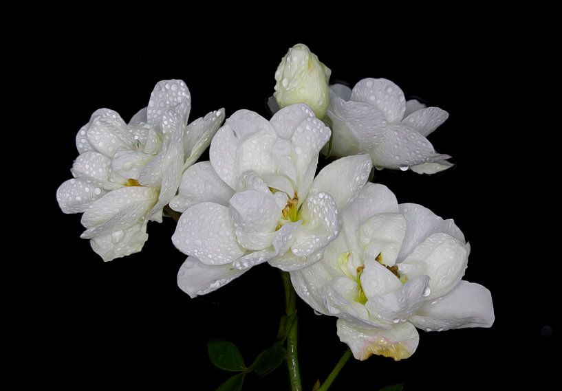 Witte rozenpracht par hetto hettema