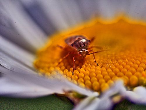Insect