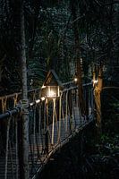 Light in the jungle