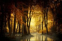 A Light in the Forest