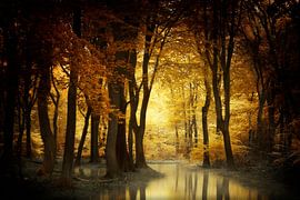 A Light in the Forest by Kees van Dongen