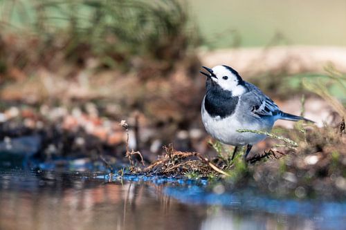 Wagtail