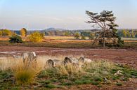 Trees on the Teut by Johan Vanbockryck thumbnail