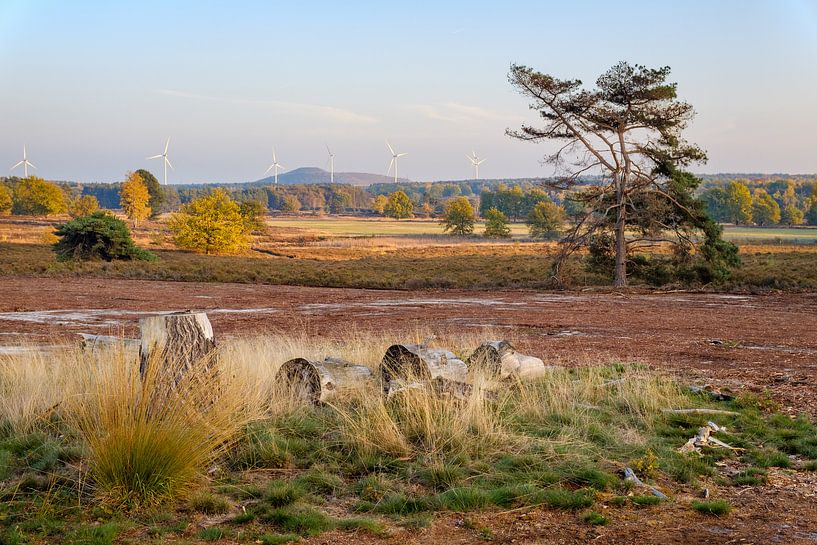 Trees on the Teut by Johan Vanbockryck