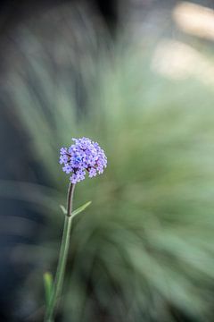 Flower with beautiful bokeh