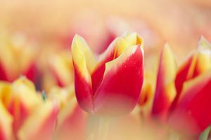 Prachtige rode gele tulp