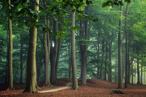 Beukenbos in Lochem
