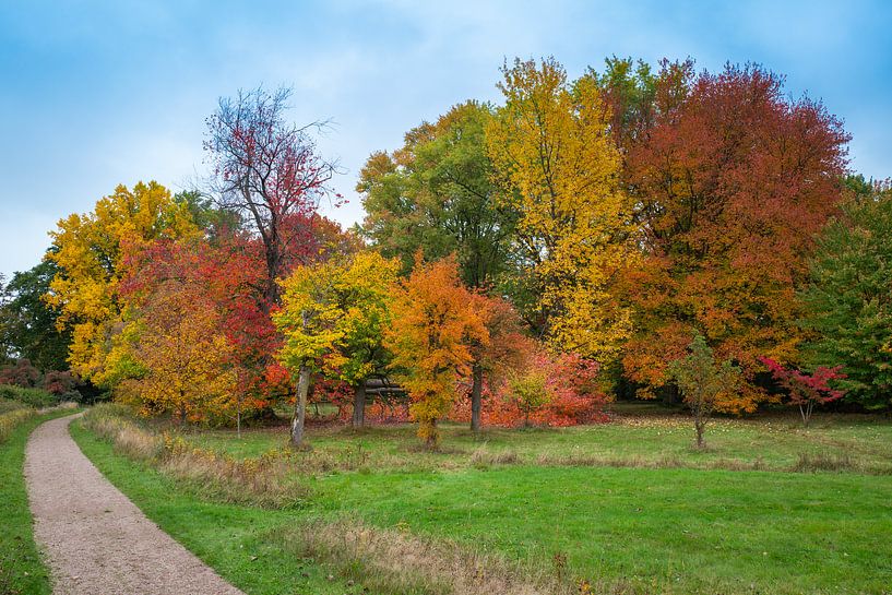 Beautiful Autumn colours in the Forest - Nature walk along Colourful Trees by Eriks Photoshop