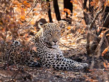 Leopard by Marije Rademaker