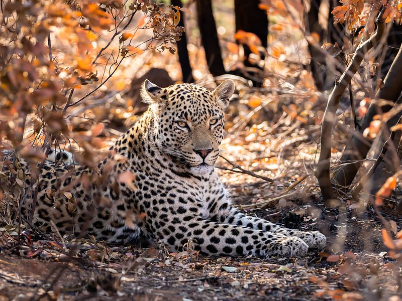 Leopard von Marije Rademaker