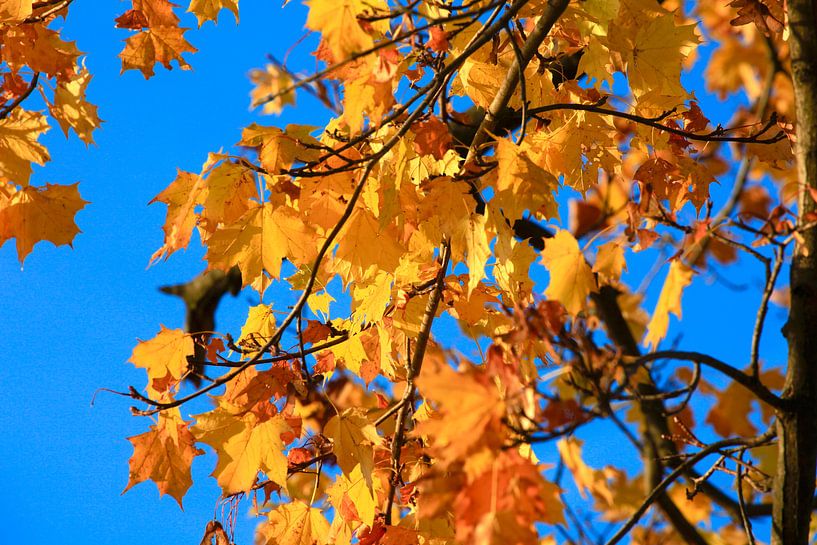 Ahorn von Thomas Jäger