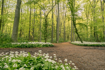 Daslook in het bos