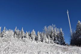 Een besneeuwd bos na de storm van Claude Laprise