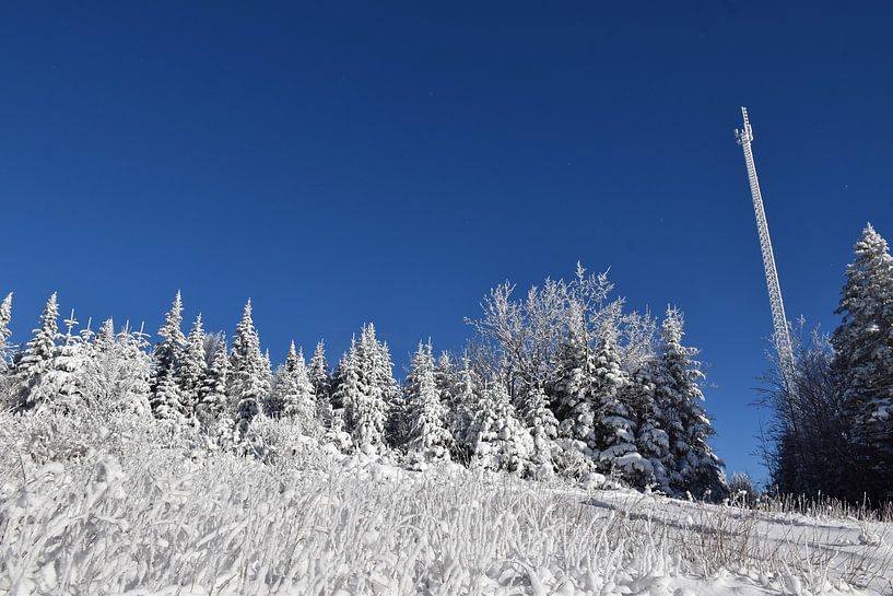 A snowy forest after the storm by Claude Laprise