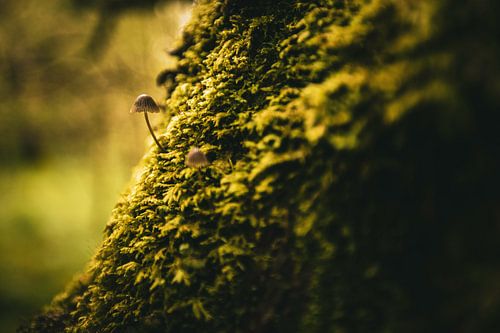 mushrooms on moss by Niels van Fessem