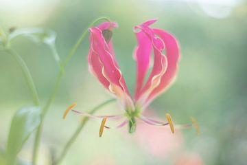 Fleur de gloriosa sur Marlonneke Willemsen