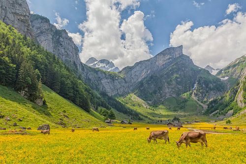 Alpenweide bij Seealpsee