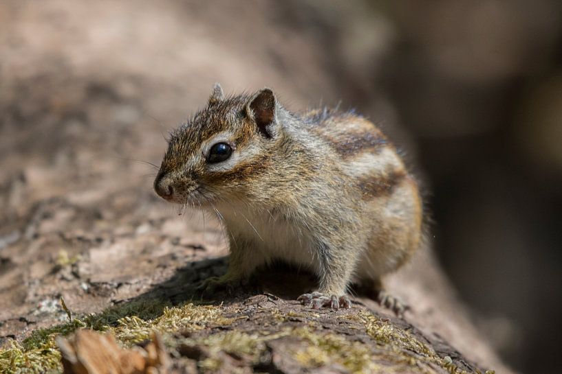 Siberian ground squirrel by Marc van Tilborg