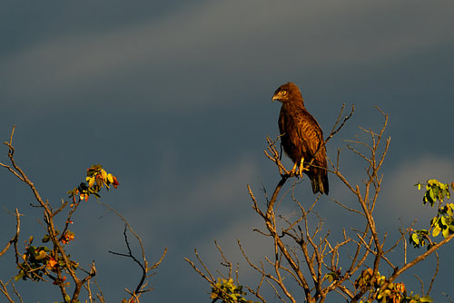 Brown Snake Eagle Perched on Tree Branch in Sunset Light